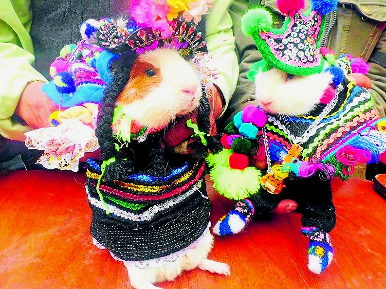 Peruvian Guinea Pigs Have Their Own Runway Show