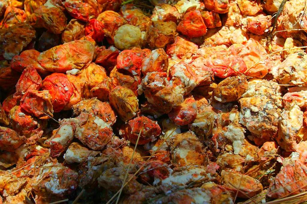 Inca Pudding ‘Tocosh’ Has Curative Properties